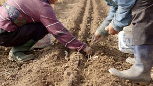 Farmers plant seeds in California's Central Valley